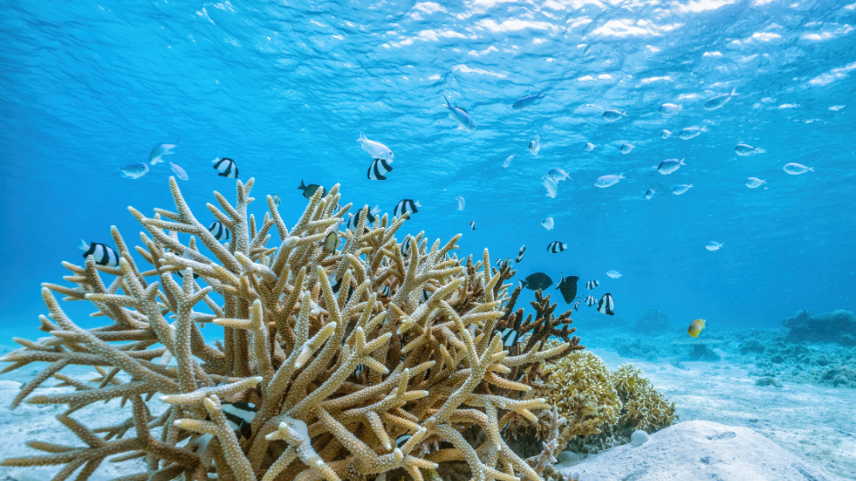 Vibrant marine life and coral reefs in Sharm El Sheikh