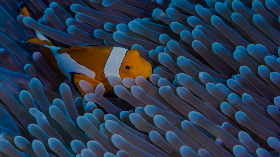 Aerial view of Naama Bay beaches and luxury resorts